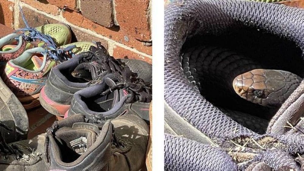 A Surprise Encounter with a Snake in the Shoe