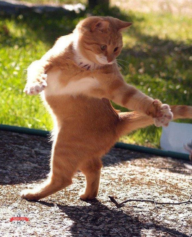 قطة-راقصة