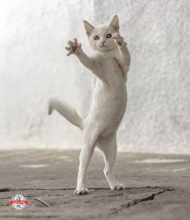 قطة-في-حركات-جميلة