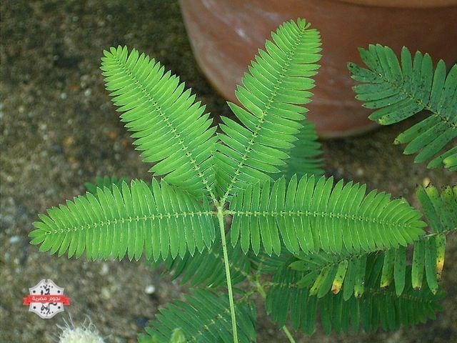 640px-Mimosa_pudica_02_ies