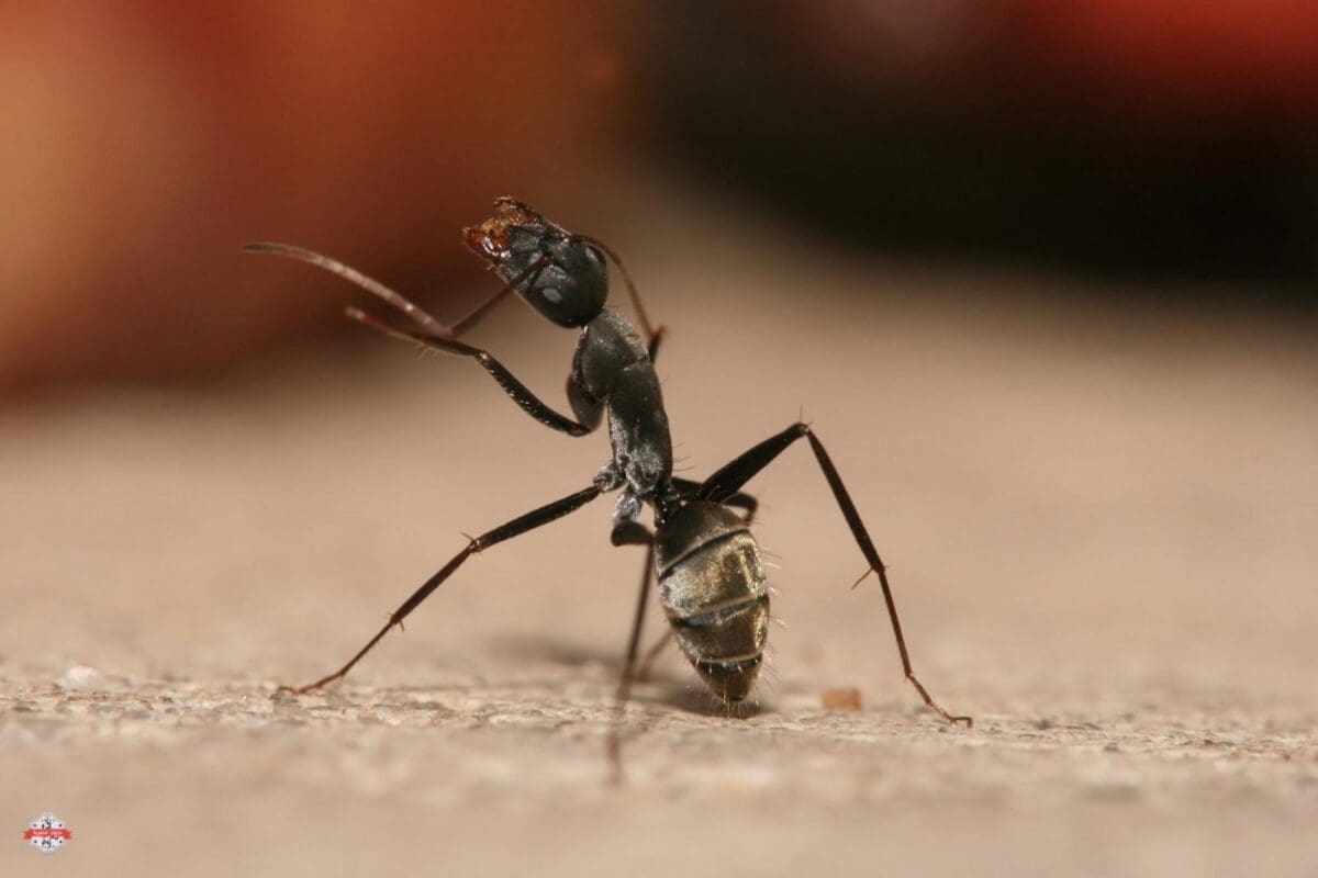 Camponotus_flavomarginatus_ant