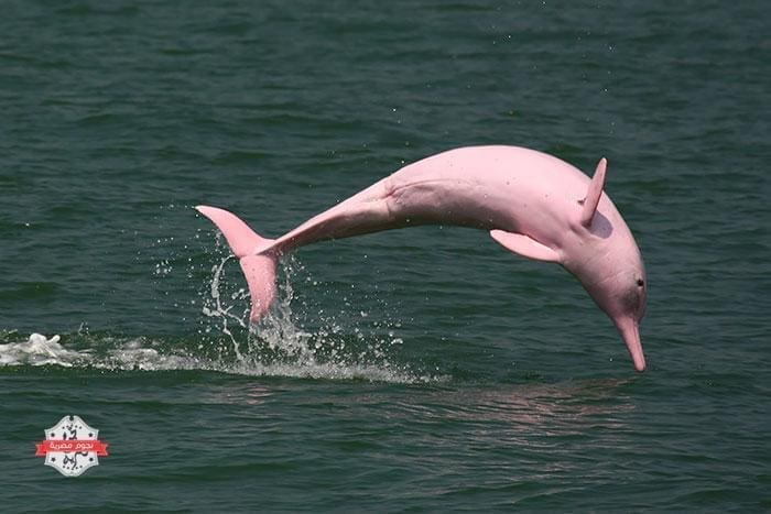 دلفين باللون الوردي