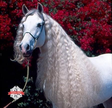 Andalusian-horse