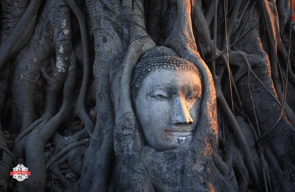 Wat Phra Mahathat، Buddha head in tree.