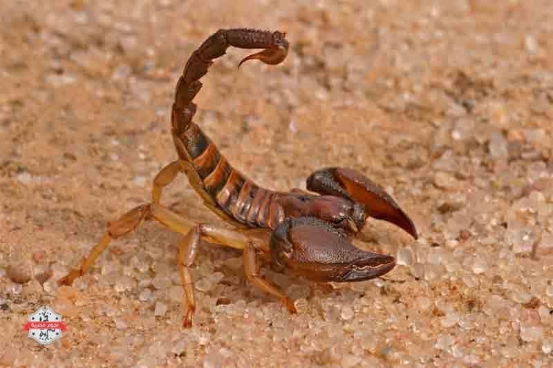 scorpion1
