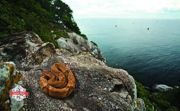 snake-island