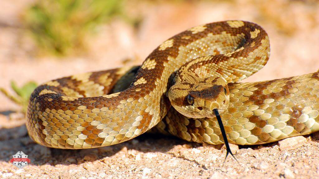 الأفعى الأمريكية Rattle Snake