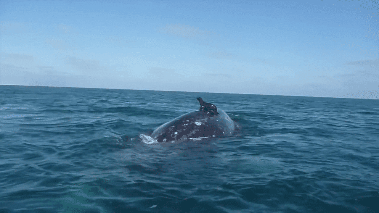 مشهد رائع لحوت عملاق يقوم بحمل كلب بحر فوق ظهره