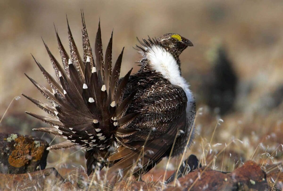 The greater sage grouse faces pressure from fragmented habitat resulting from development across the West. (Stephen Ting photo - click to enlarge)