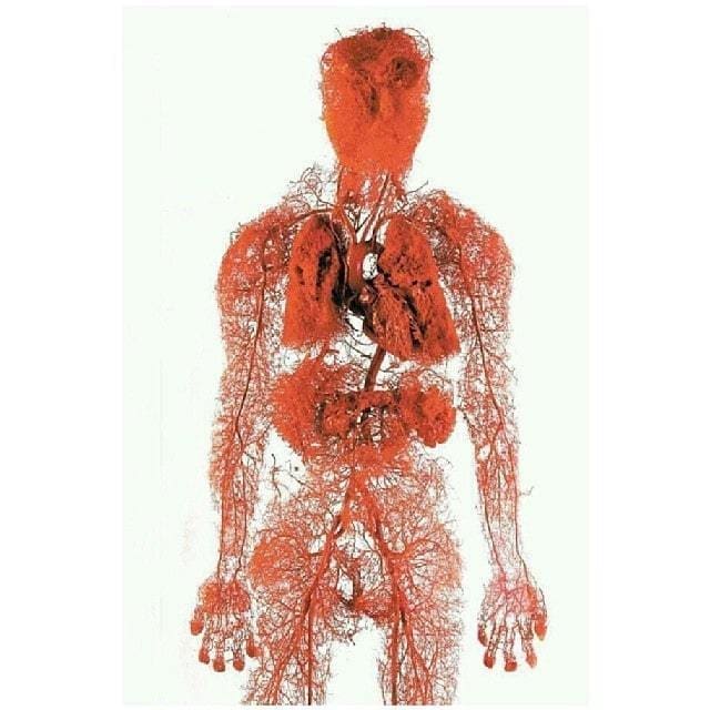 أعضاء جسم الإنسان