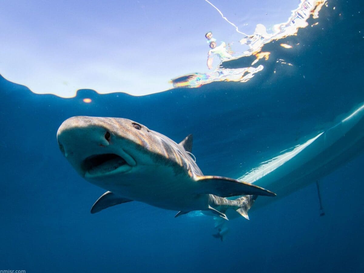 «العلماء يحلّون اللغز»... كيف تستطيع أسماك القرش العودة إلى منازلها في البحر؟!