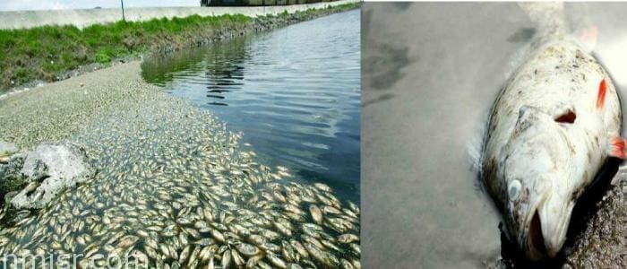 كارثة نفوق الأسماك بنهر النيل وتخوفات من ترسيبها إلى السوق