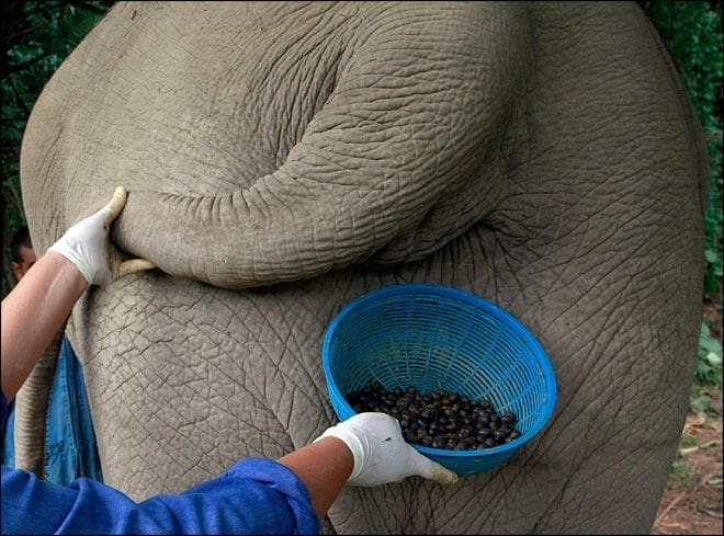 قهوة من روث الفيلة 