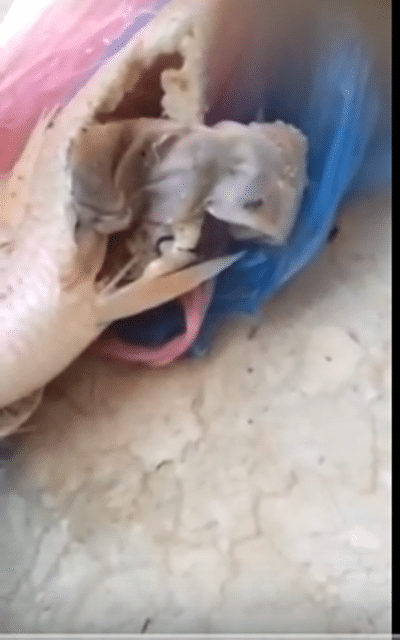 سعودي يعثر على سحر مدفون في بطن سمكة