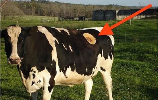 سبب ثقوب كبيرة في أجساد الأبقار