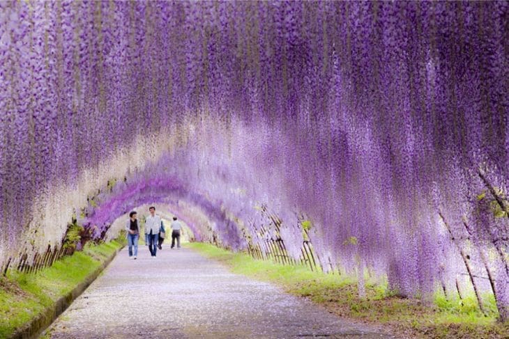 1-Wisteria-Flower-Tunnel-Japan
