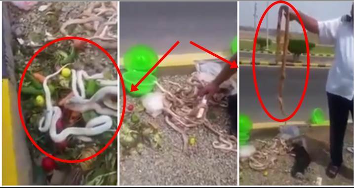 عثروا علي عشرات من الثعابين داخل حقيبة حاج مصري في السعودية