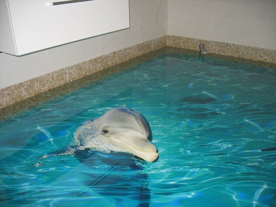 3d-epoxy-floor-dolphin