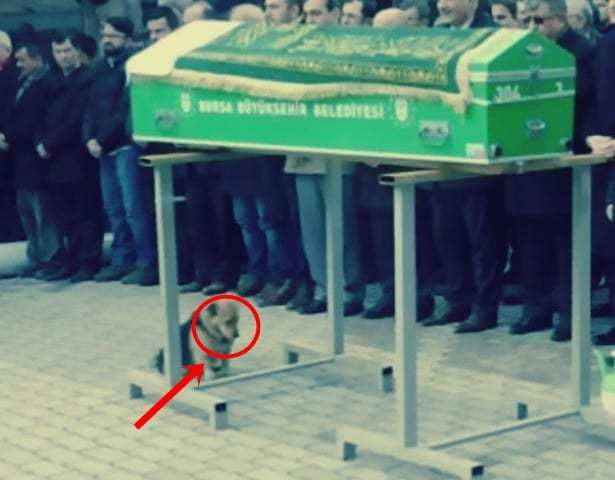 كلب يحضر جنازة صاحبه بتركيا 