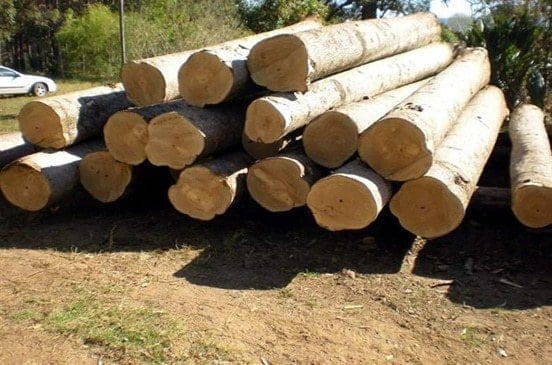 أسرع طريقة لتصبح مليونيرا إزرع أشجار الباولونيا