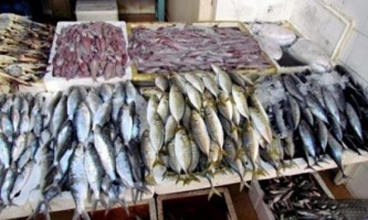 رئيس شعبة الأسماك يوضح ثلاثة أسباب وراء إرتفاع اسعار الأسماك