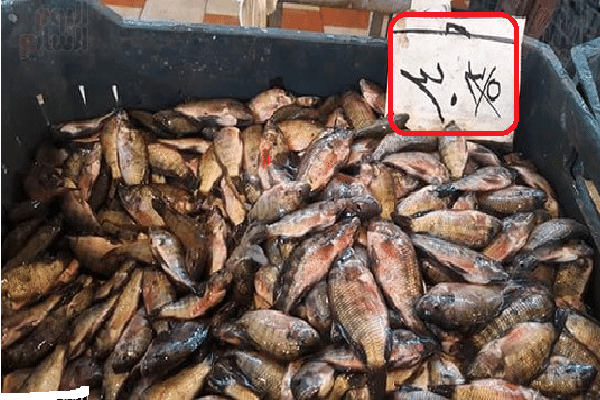 وزير التموين يتخذ اجراءات جديدة لخفض أسعار الأسماك