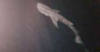 القرش بهلول في مياه البحر الأحمر