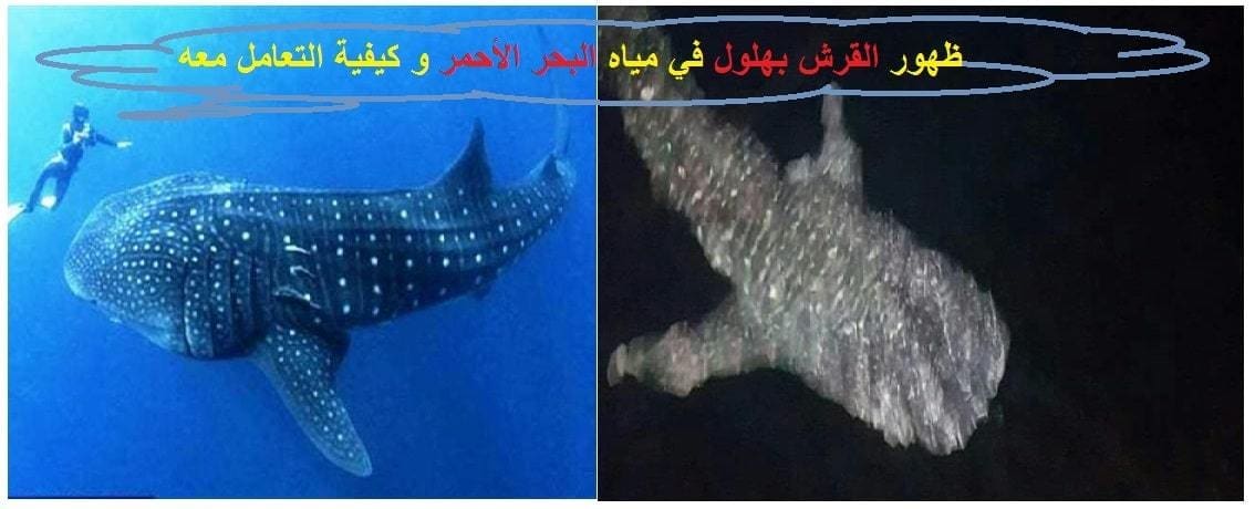 ظهور القرش بهلول في مياه البحر الأحمر و كيفية التعامل معه