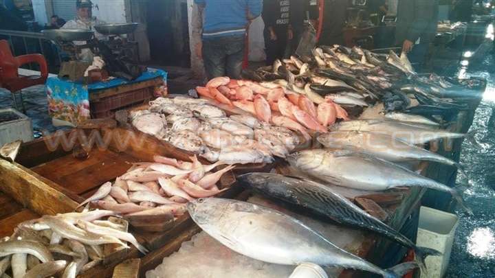 تصدير السمك وراء ارتفاع سعره بالأسواق