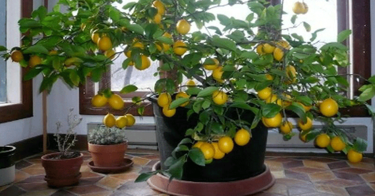 زراعة الليمون في البلكونة