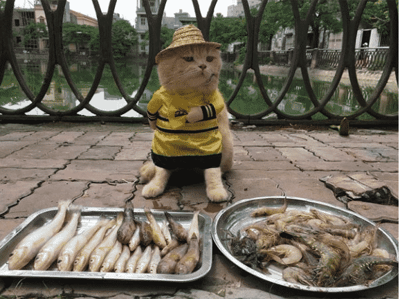 القط الذي يبيع السمك