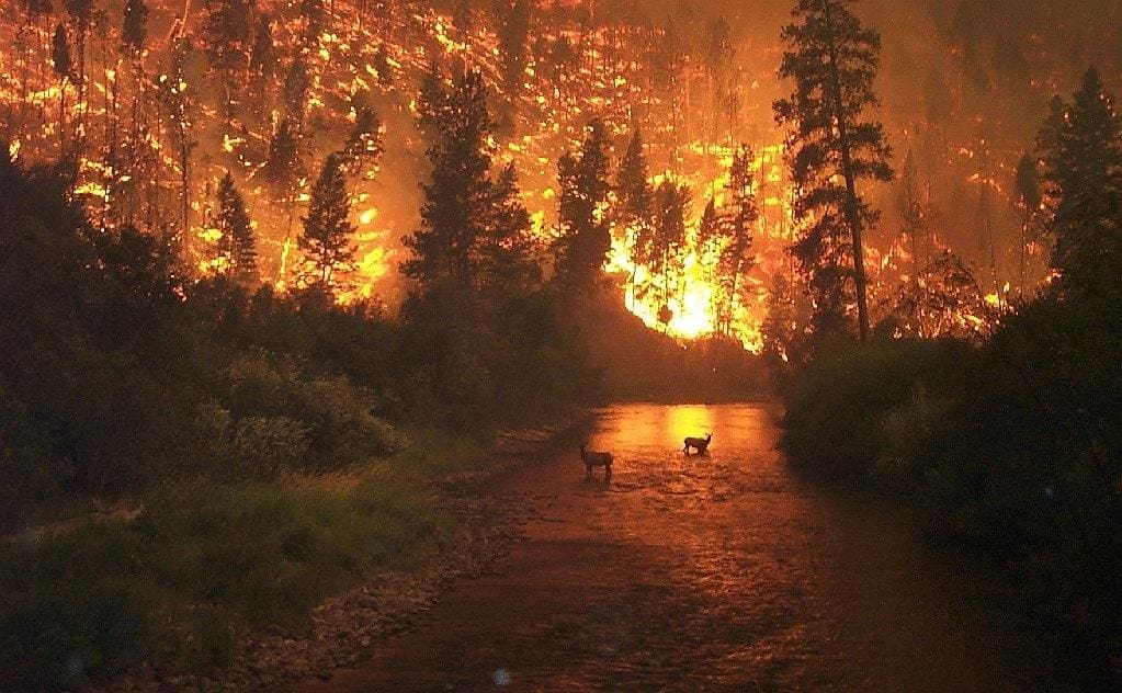 حرائق الغابات