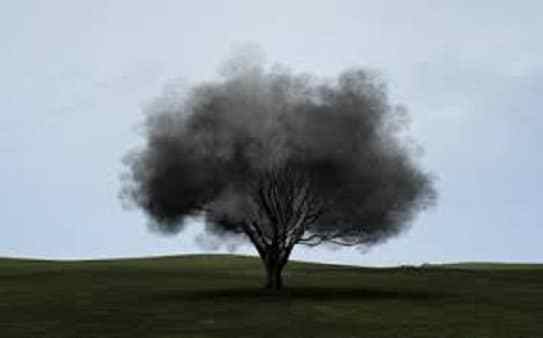 شجرة الدخان الشجرة الاغرب في العالم التي يخرج من داخلها الدخان وقت الغروب