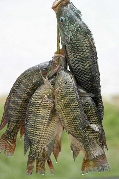 بالصور صيادون يوضحون الفرق بين السمك البلطي البلدي النيلي وسمك المزارع علشان تعرفوا تفرقوا بينهم