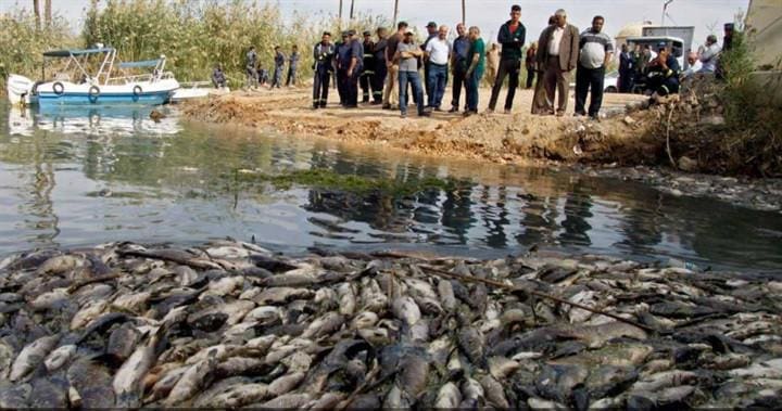 نفوق أسماك العراق