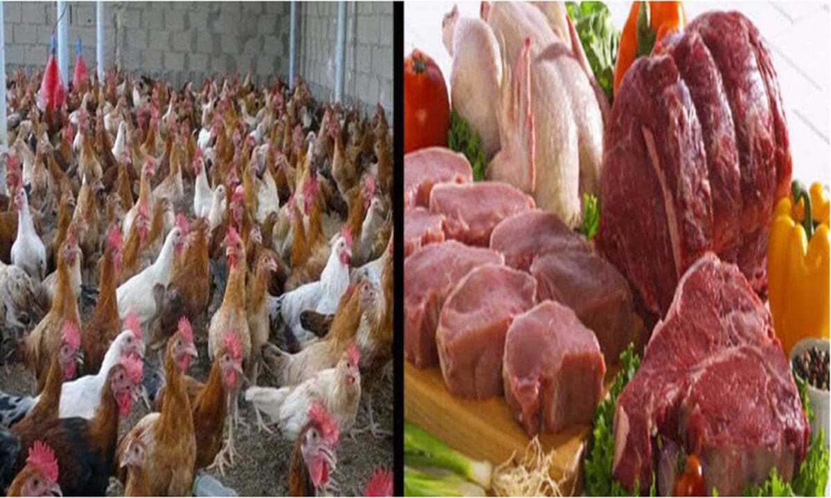 سعر اللحوم والدواجن في مصر سعر اللحوم والدواجن في مصر
