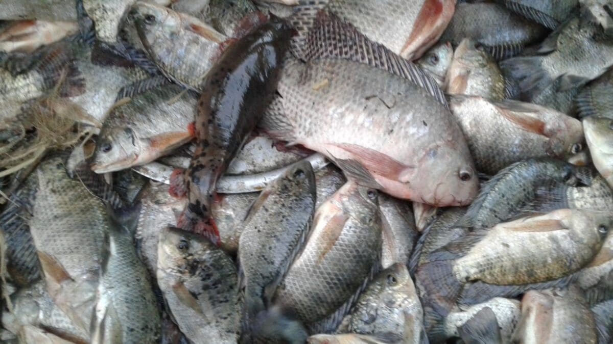 صيادون يوضحون أسباب ارتفاع أسعار الأسماك في الأسواق المصرية مع قرب حلول عيد الفطر