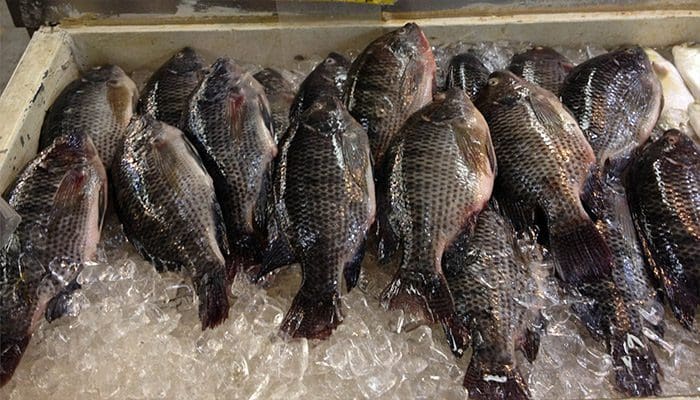 سعر السمك اليوم في سوق العبور