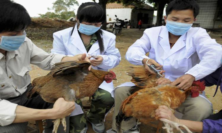 بعد فيروس كورونا .. الفلبين تكتشف انتشار كبير لفيروس إنفلونزا الطيور