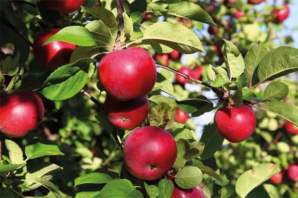 تفسير الاحلام شجرة التفاح