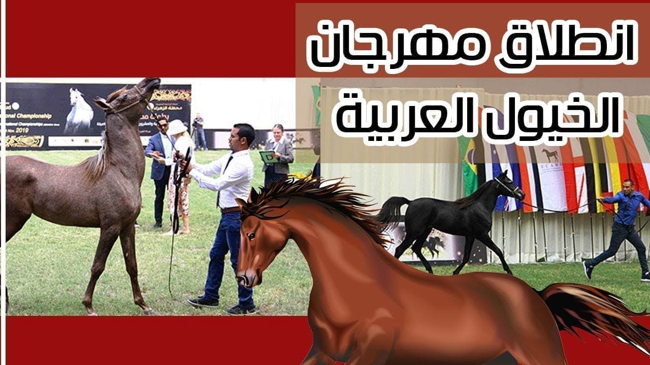 موعد مهرجان الخيول العربية