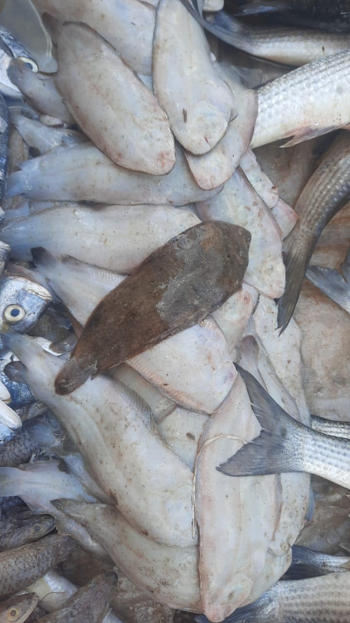أسعار الأسماك اليوم في محافظة الإسكندرية الجمعة الموافق 5 نوفمبر 2021 10 5/11/2021 - 2:52 م