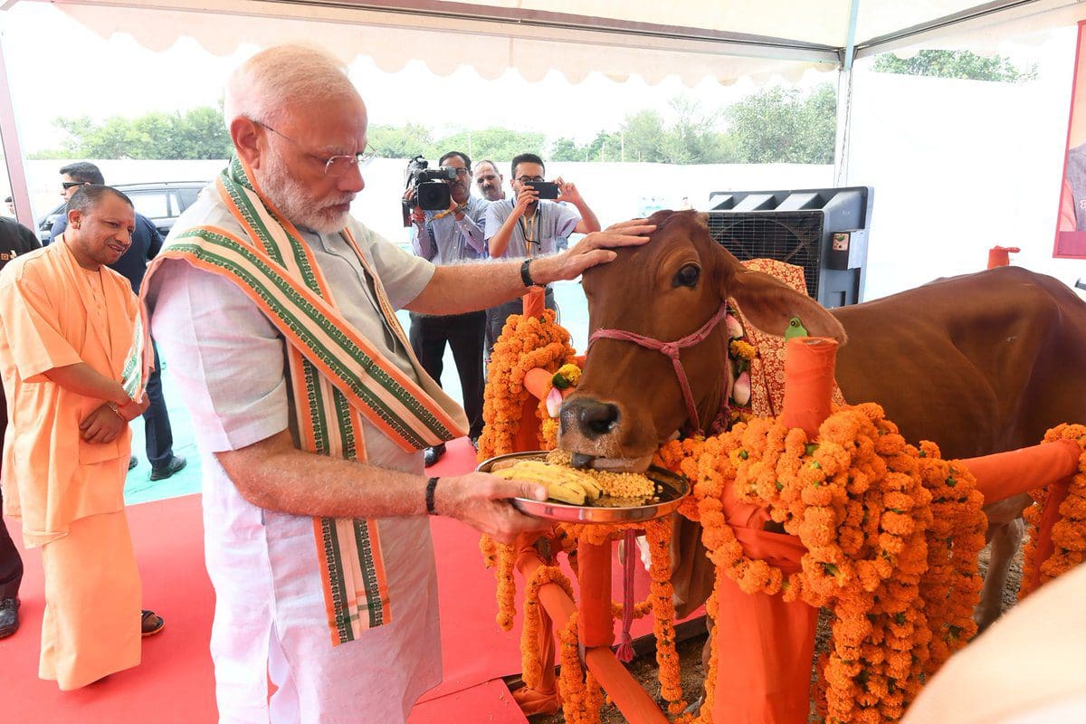 رئيس وزراء الهند برفقة بقرة