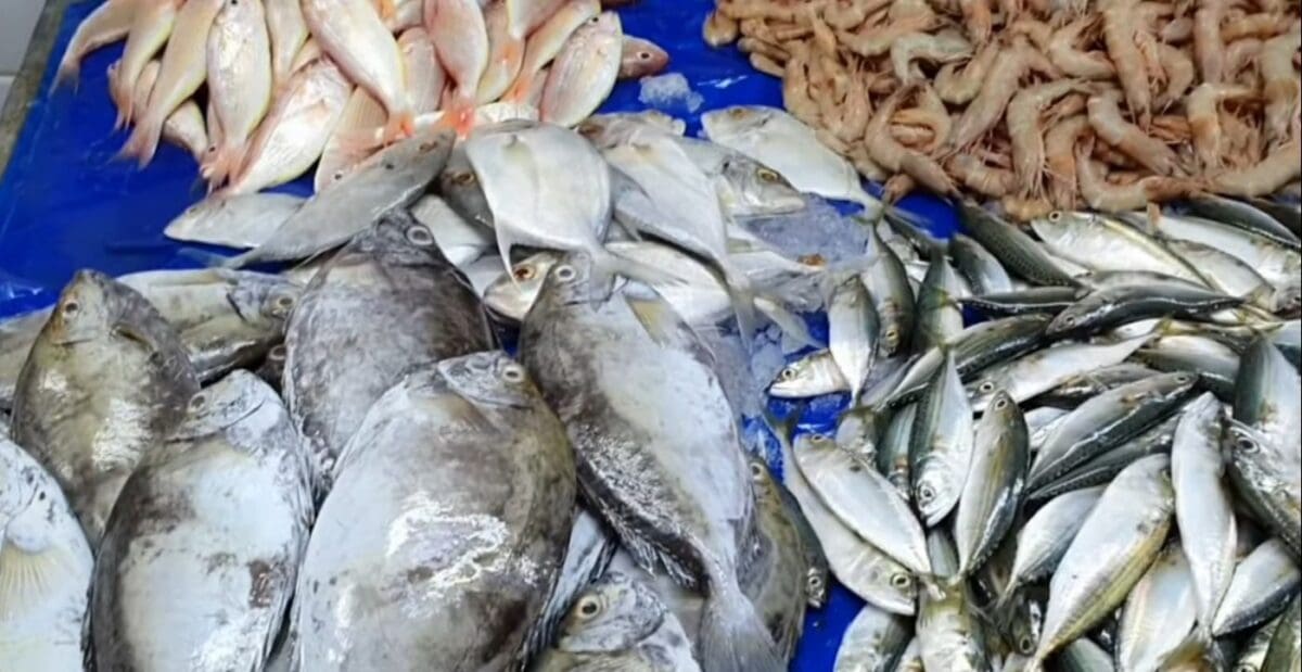 اسعار الاسماك اليوم بسوق العبور