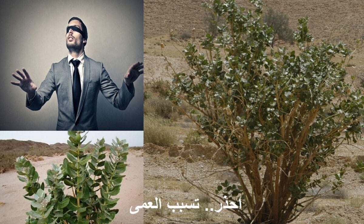 (فيديو) استشار سعودي يحذر من شجرة خطيرة منتشرة بالسعودية قد تسبب العمى