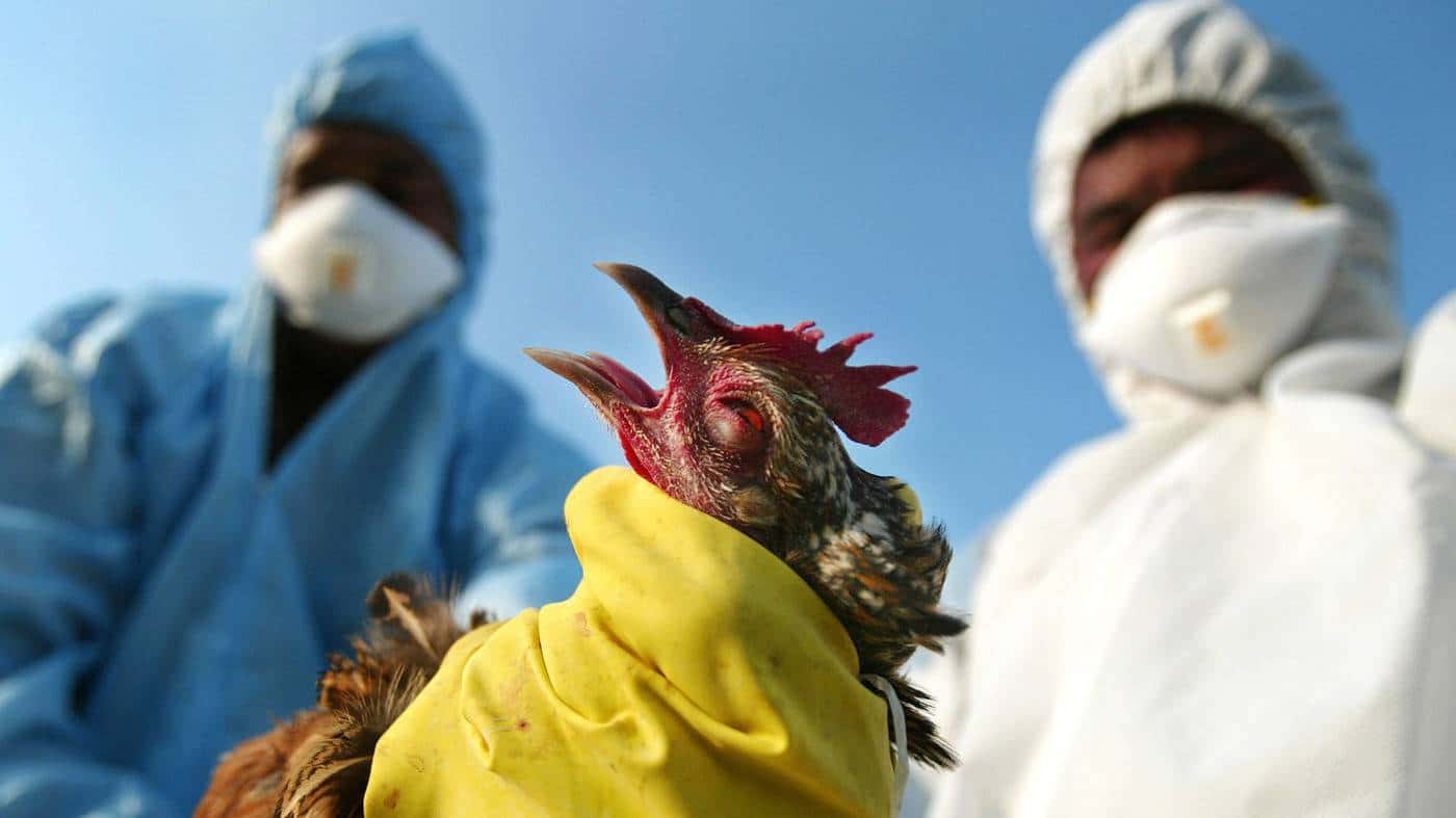 وباء إنفلونزا الطيور