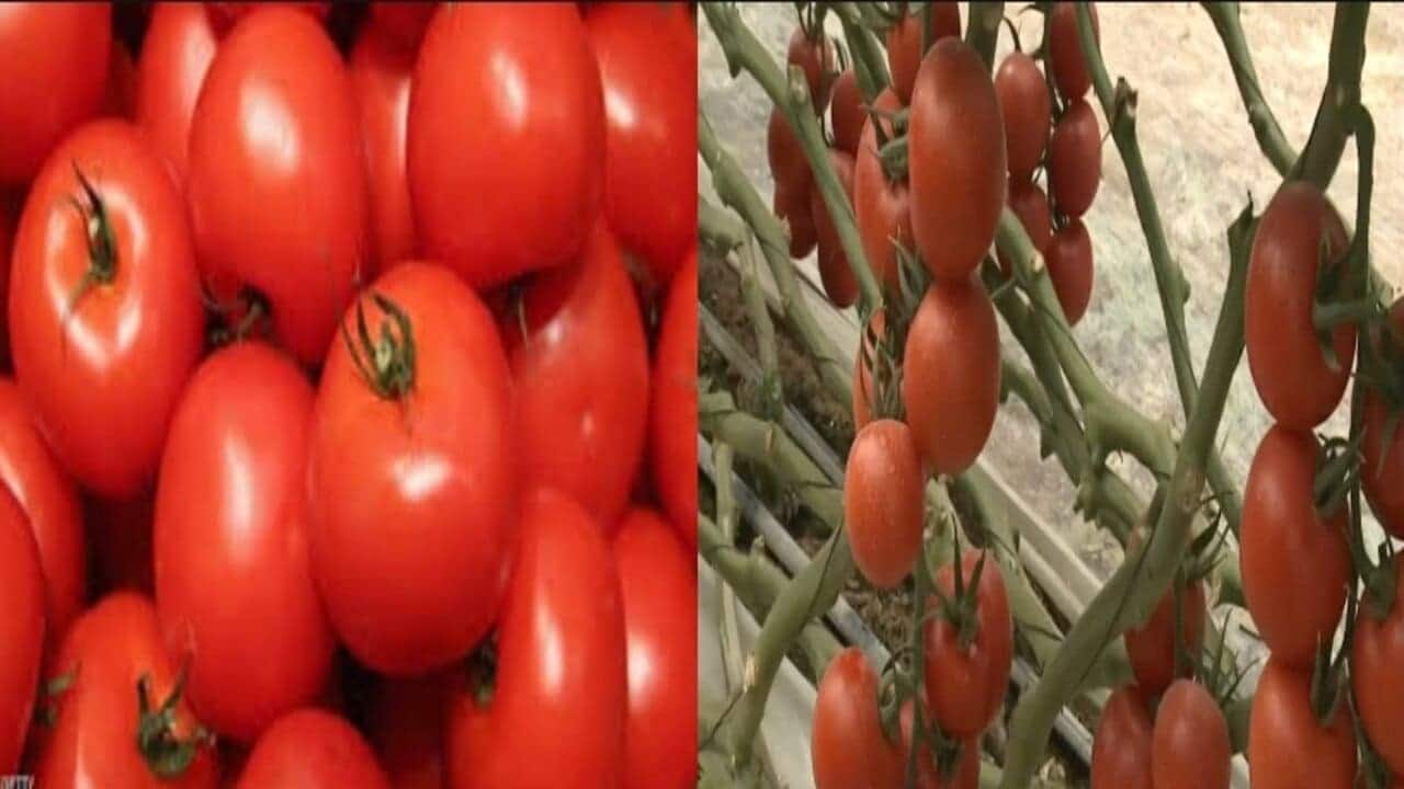 طريقة زراعة الطماطم من البذور في البيت