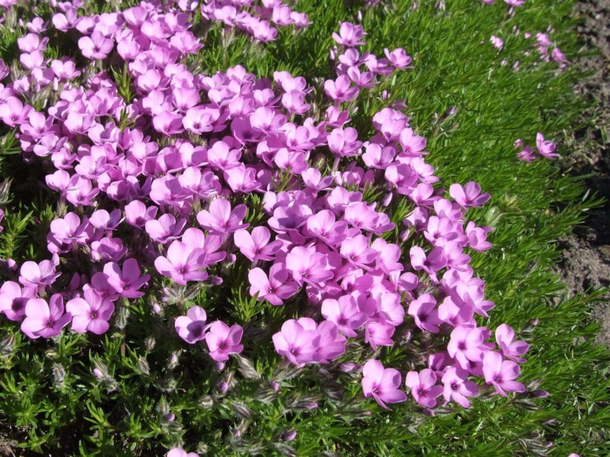  تفتح ازهار نبات القبس الوردي البرية وردية اللون في شهر أبريل من كل عام
