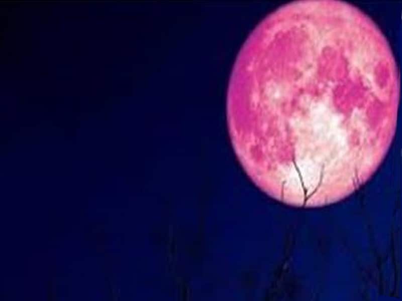 موعد مع "القمر الوردي"وزهور القبس بأمريكا الشمالية كل عام فى ابريل