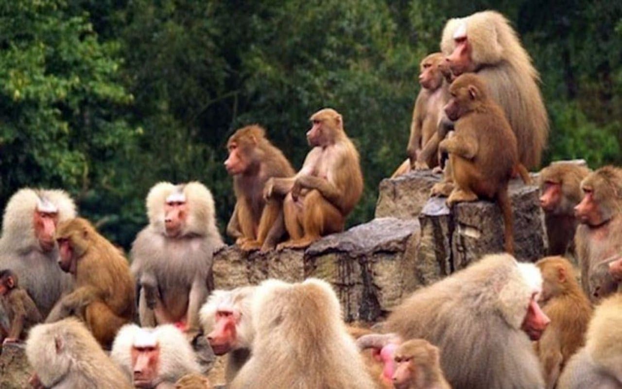 الصحة العالمية تحذر من مخاطر انتقال فيروس جدري القرود بعد تسجيل حالة مؤكدة في المملكة المتحدة